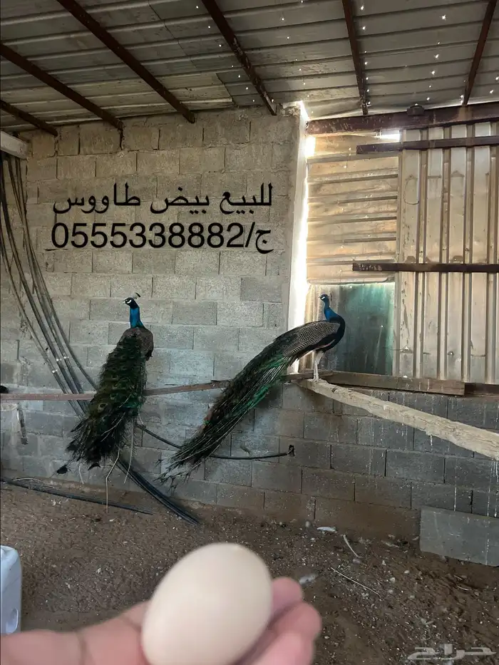 للبيع فروخ وبيض طاووس 1