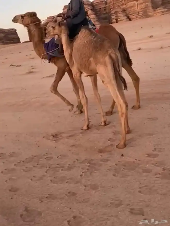 بكره مفروده 0