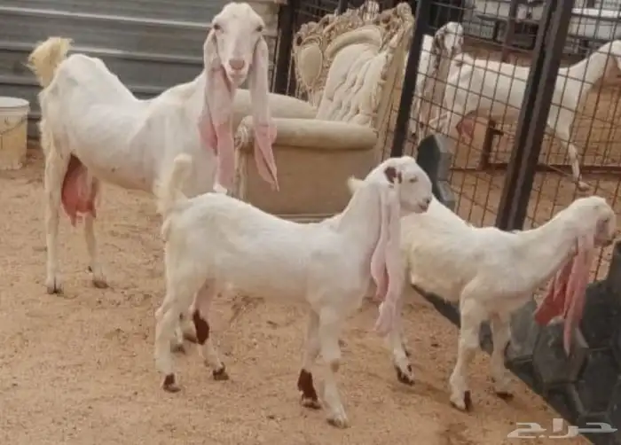 عنز هولنديه 0