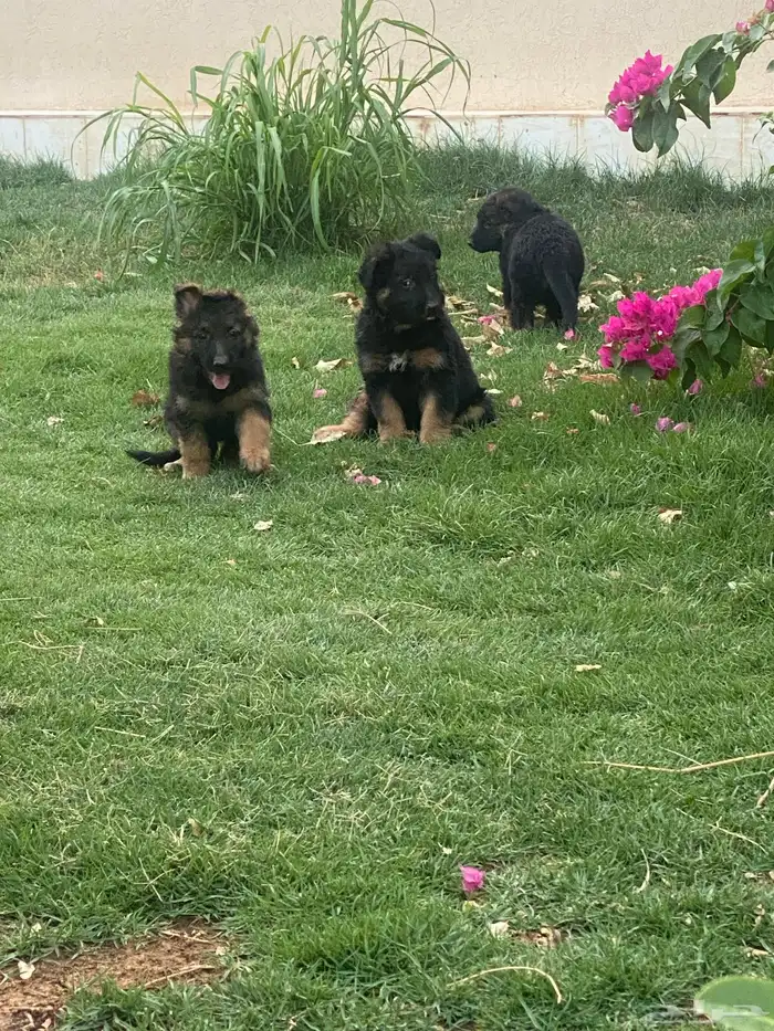 جيرمن شيبرد تم البيع 1