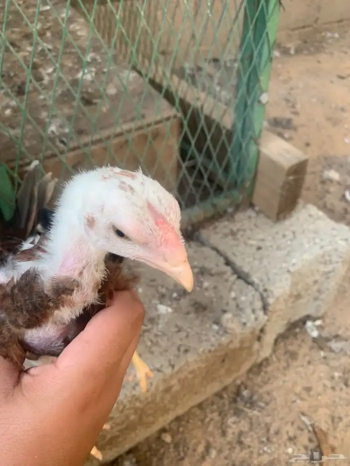 صوص باكستاني تم البيع 0