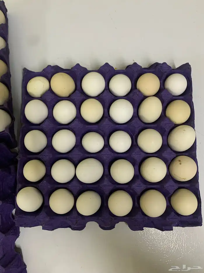 للبيع بيض بلدي يوميا 4