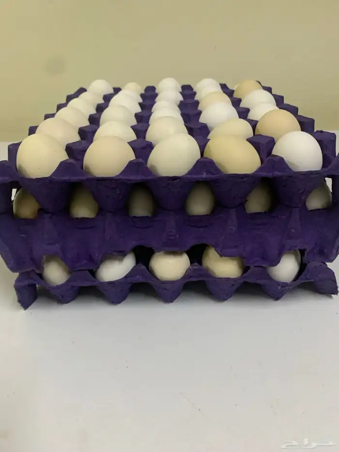 للبيع بيض بلدي يوميا 5