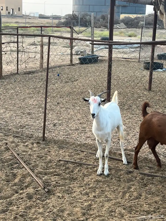 تيوس ذبايح للبيع ( تم البيع) 16