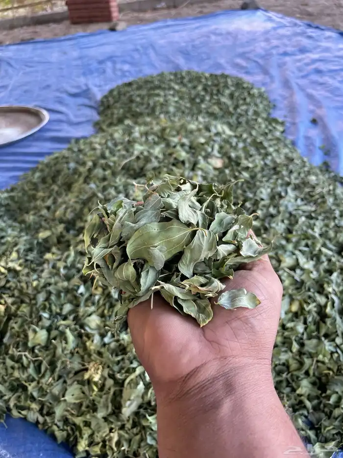 سدر بلدي حناء مديني 1