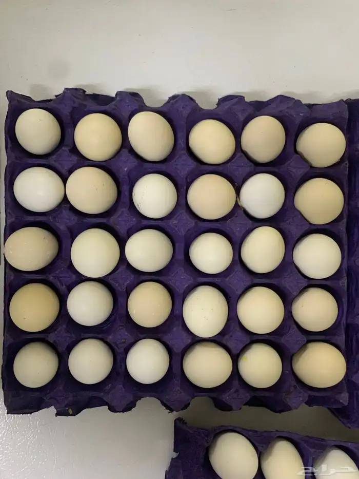 للبيع بيض بلدي يوميا 1