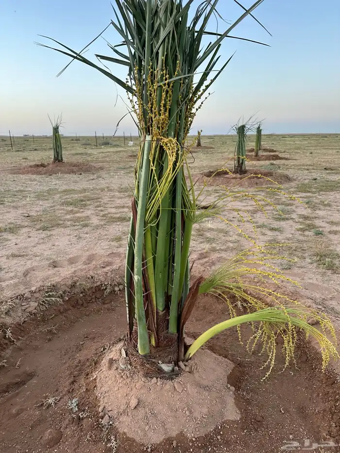 نخل خضري مع التوصيل للموقع والغرس 6