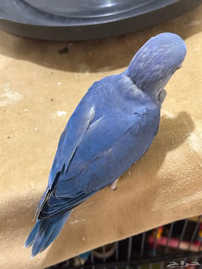 فرخ دره ( فايلوت )تم البيع 5