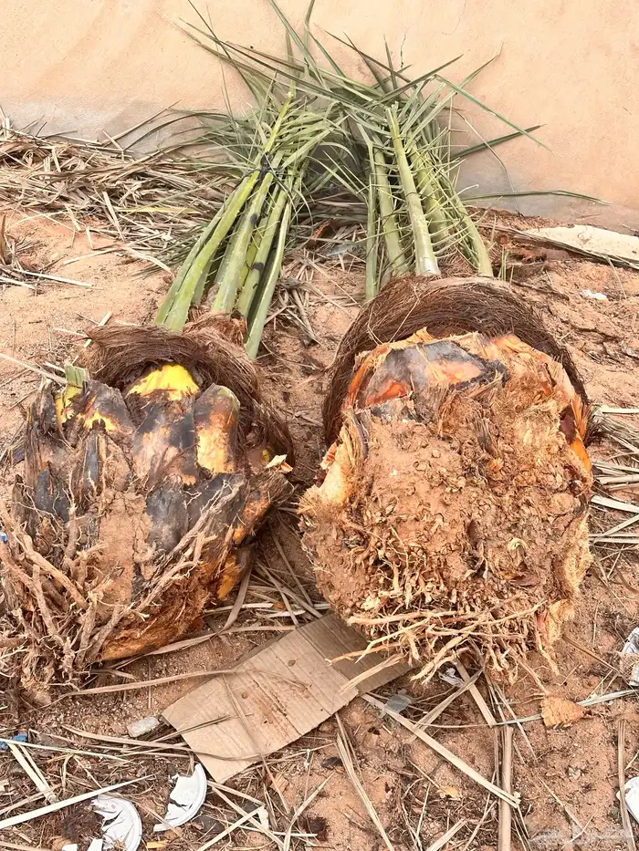 نخل خضري مع التوصيل للموقع والغرس 3