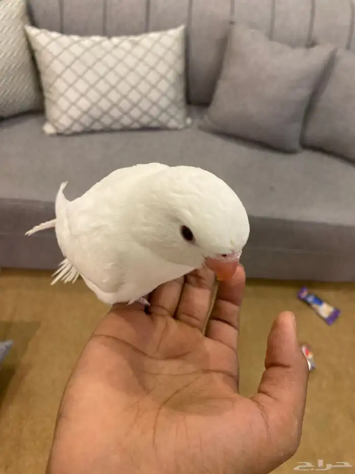 طير دره البينو 1