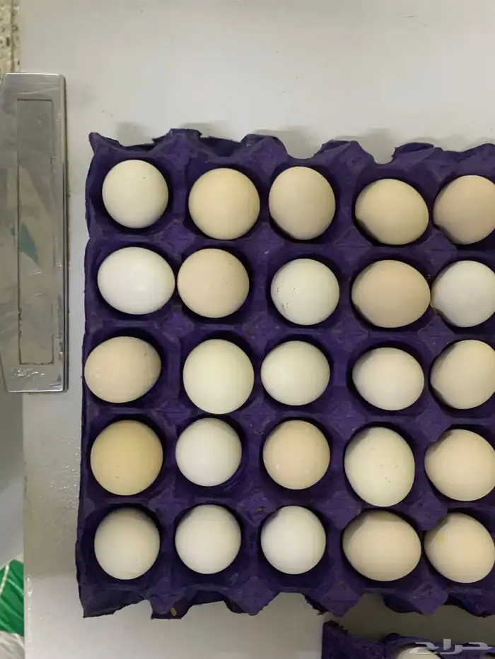 للبيع بيض بلدي يوميا 2
