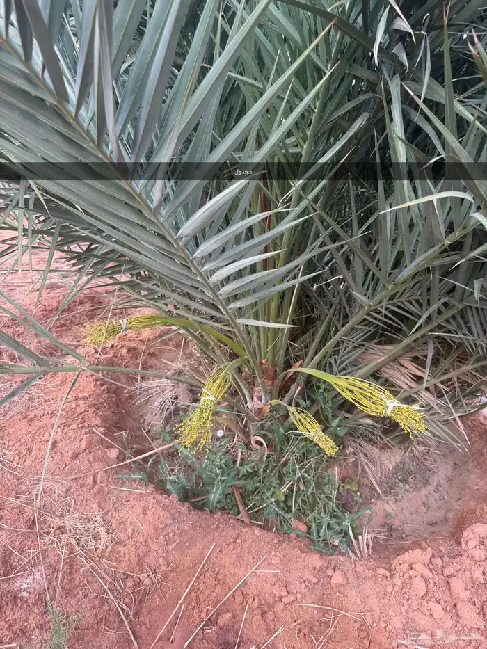 نخل مثمر للبيع 0