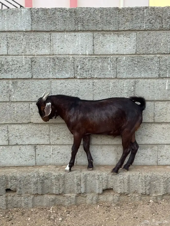 3 مشاريع فحول 2