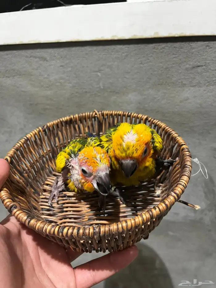 فروخ صن كنيور 2