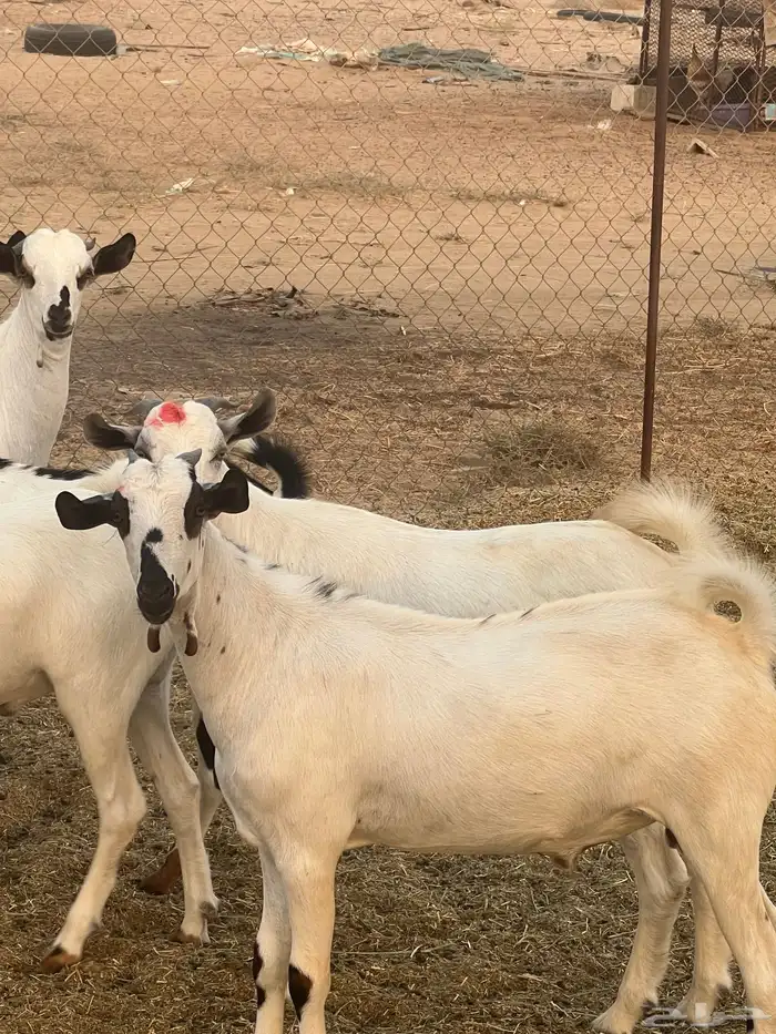 تيوس ذبايح للبيع ( تم البيع) 4