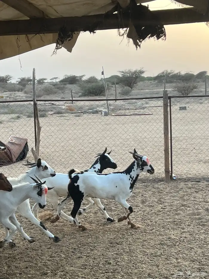 تيوس ذبايح للبيع ( تم البيع) 14