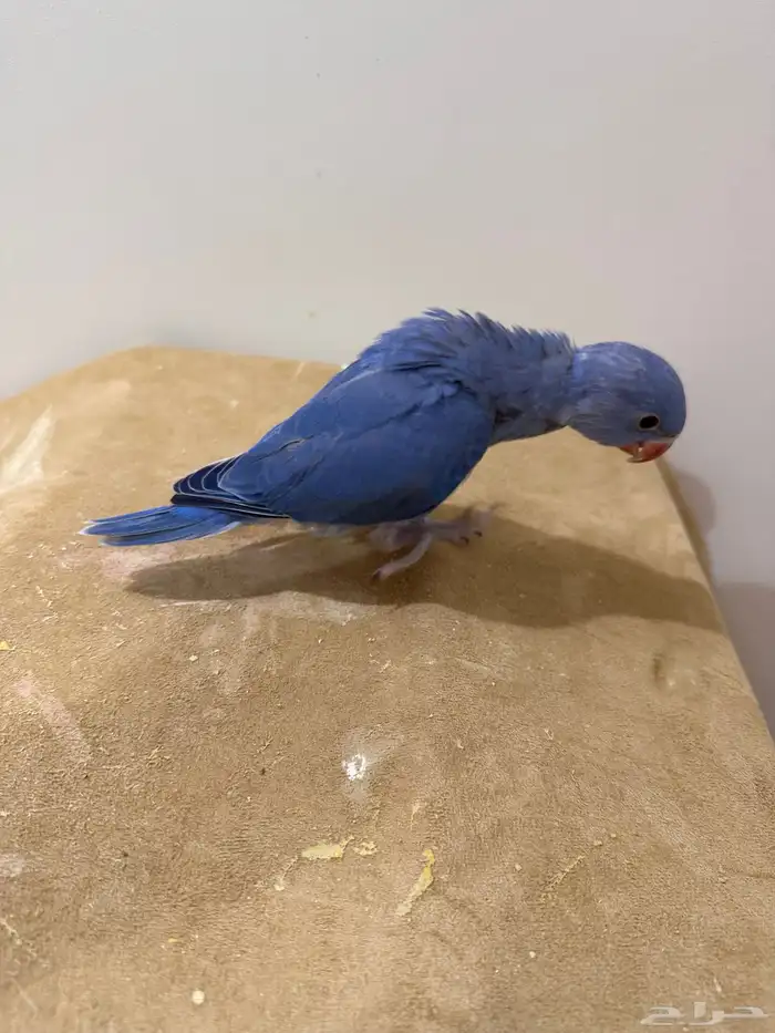 فرخ دره ( فايلوت )تم البيع 9