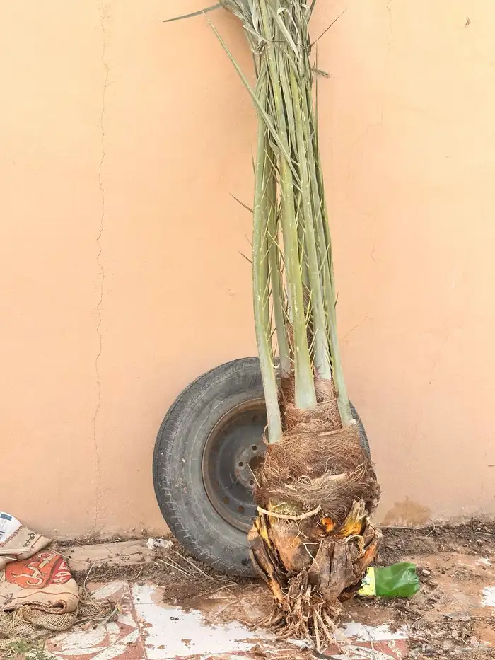 نخل خضري مع التوصيل للموقع والغرس 2