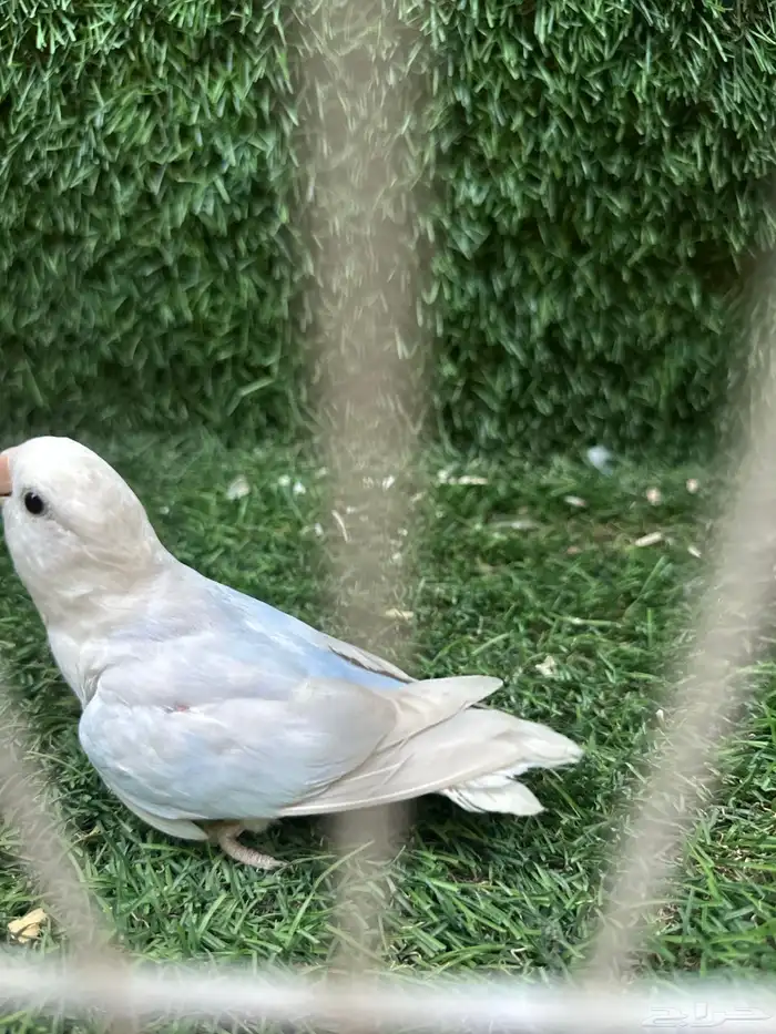 روز 1
