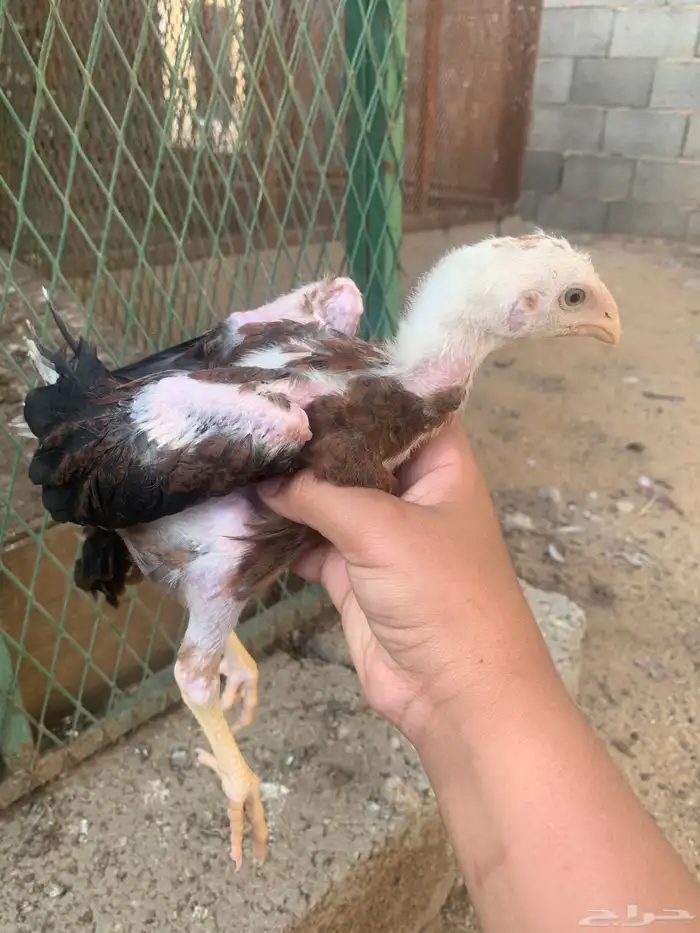 صوص باكستاني تم البيع 1