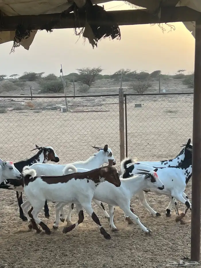 تيوس ذبايح للبيع ( تم البيع) 13