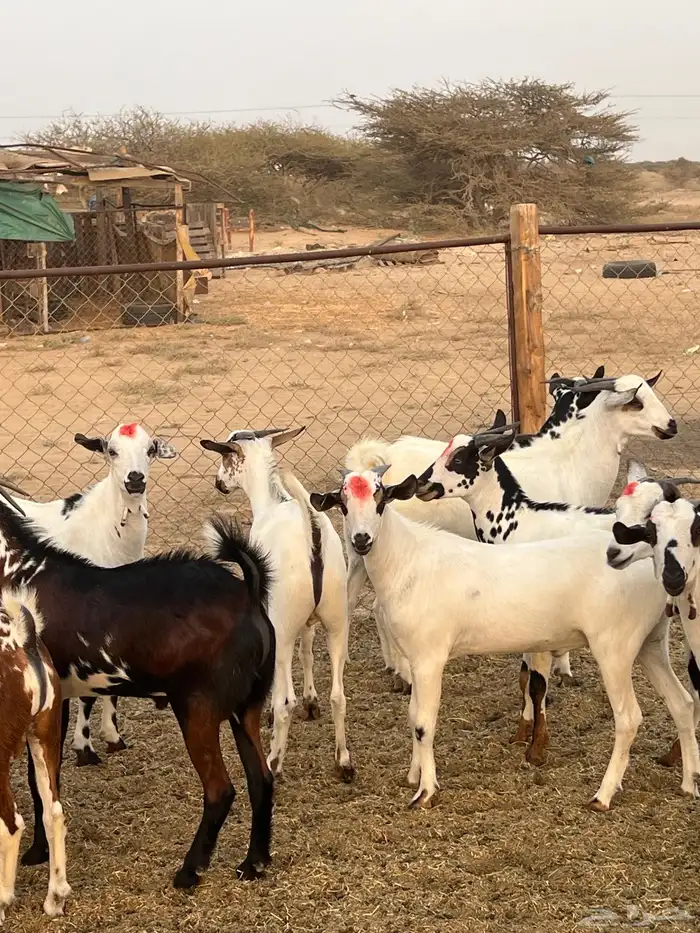 تيوس ذبايح للبيع ( تم البيع) 5