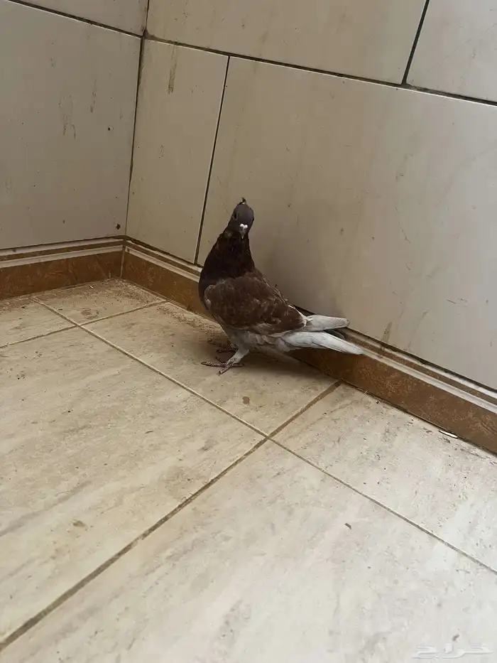 انثا ذبني 4