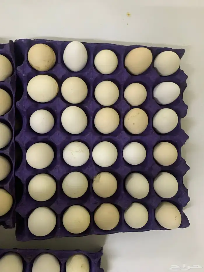 للبيع بيض بلدي يوميا 3