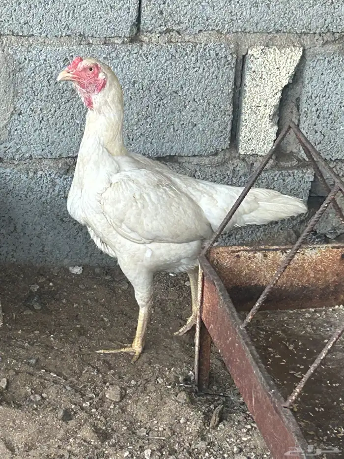 دجاج بلدي 10