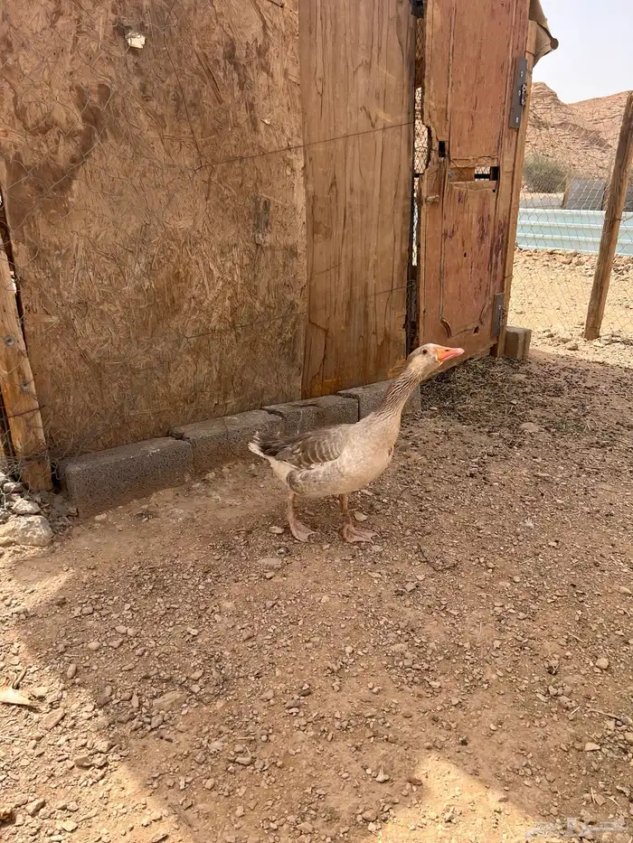 للبيع ذكر وز بلدي 2