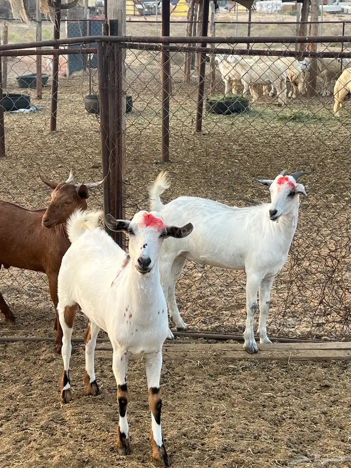 تيوس ذبايح للبيع ( تم البيع) 17