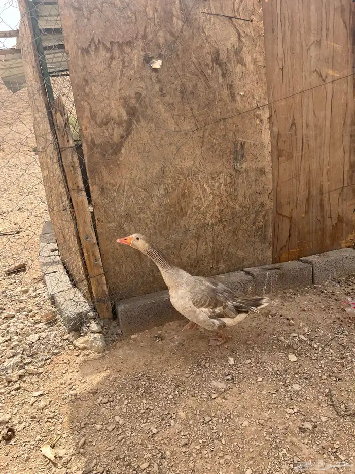 للبيع ذكر وز بلدي 1