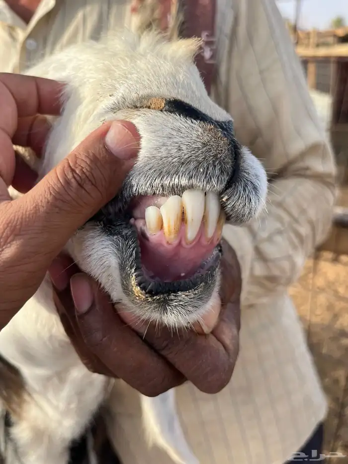 شياه نجد فاخره مواليد ودفيع 4