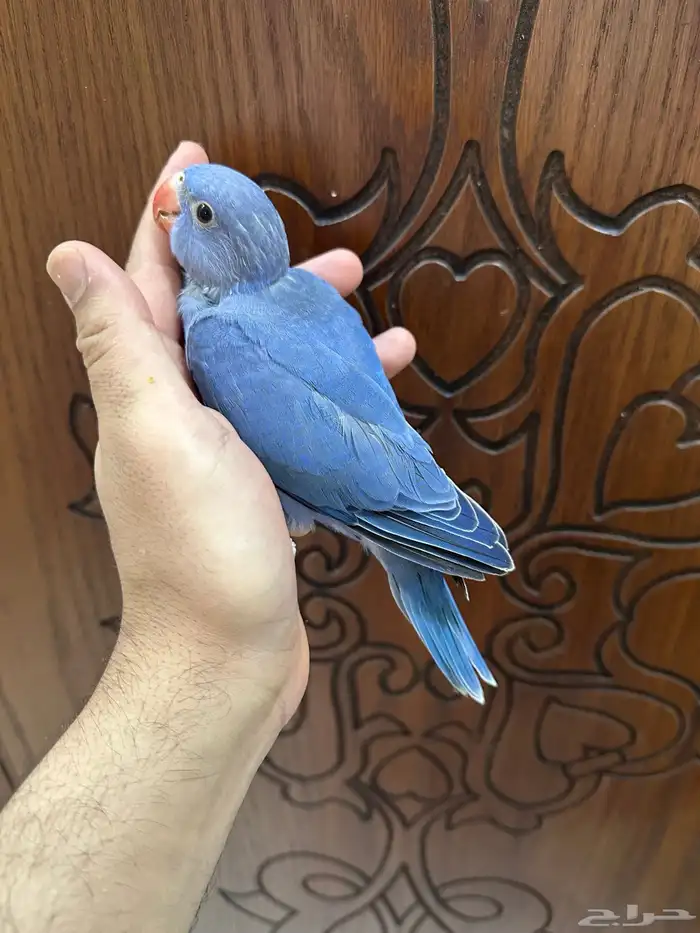 فرخ دره ( فايلوت )تم البيع 2