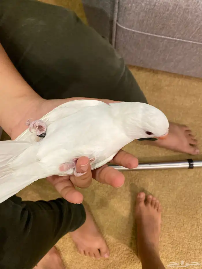 طير دره البينو 2