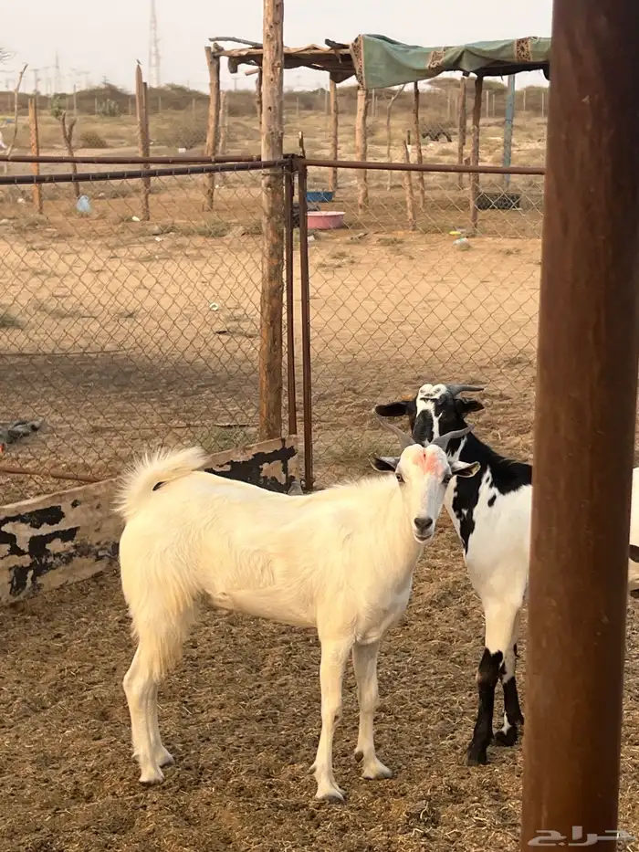 تيوس ذبايح للبيع ( تم البيع) 2