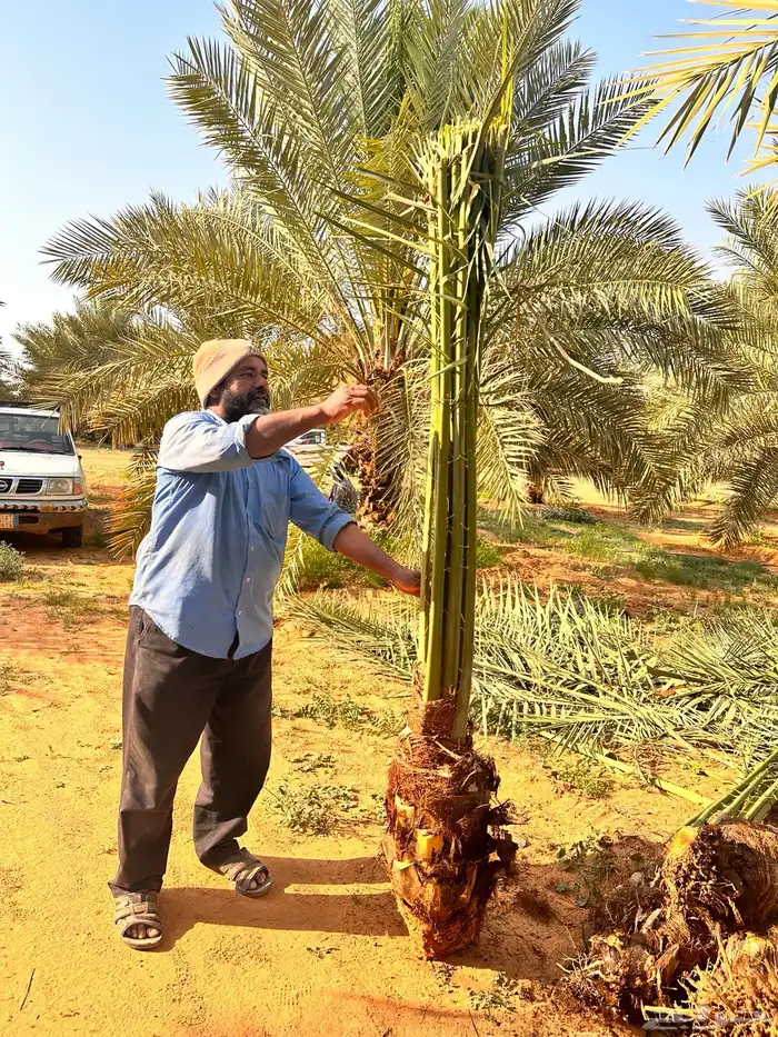 نخل خضري مع التوصيل للموقع والغرس 4