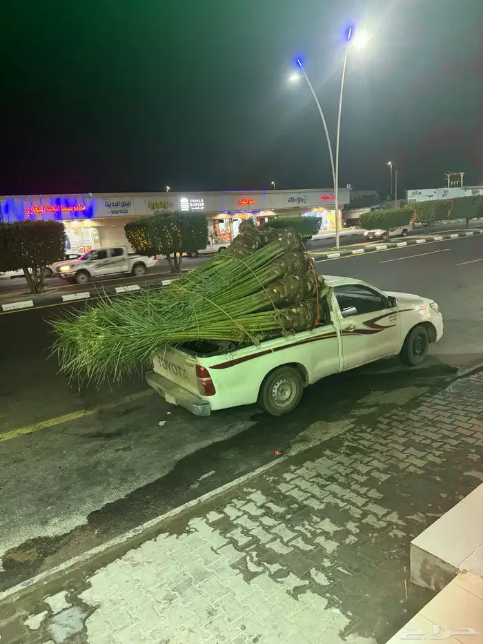 نخيل لبيع 8