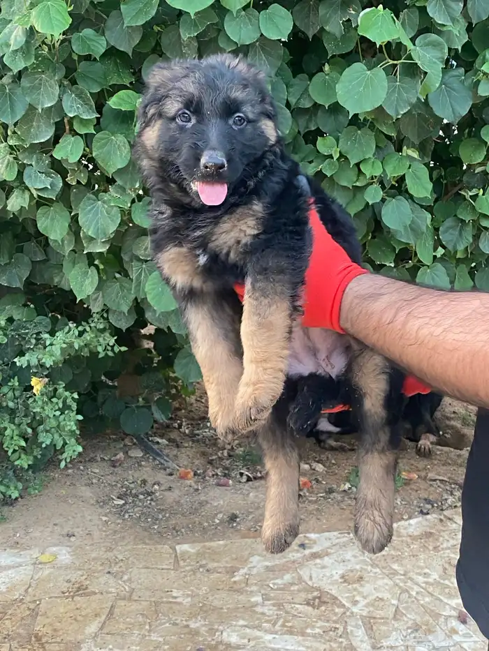 جيرمن شيبرد تم البيع 4