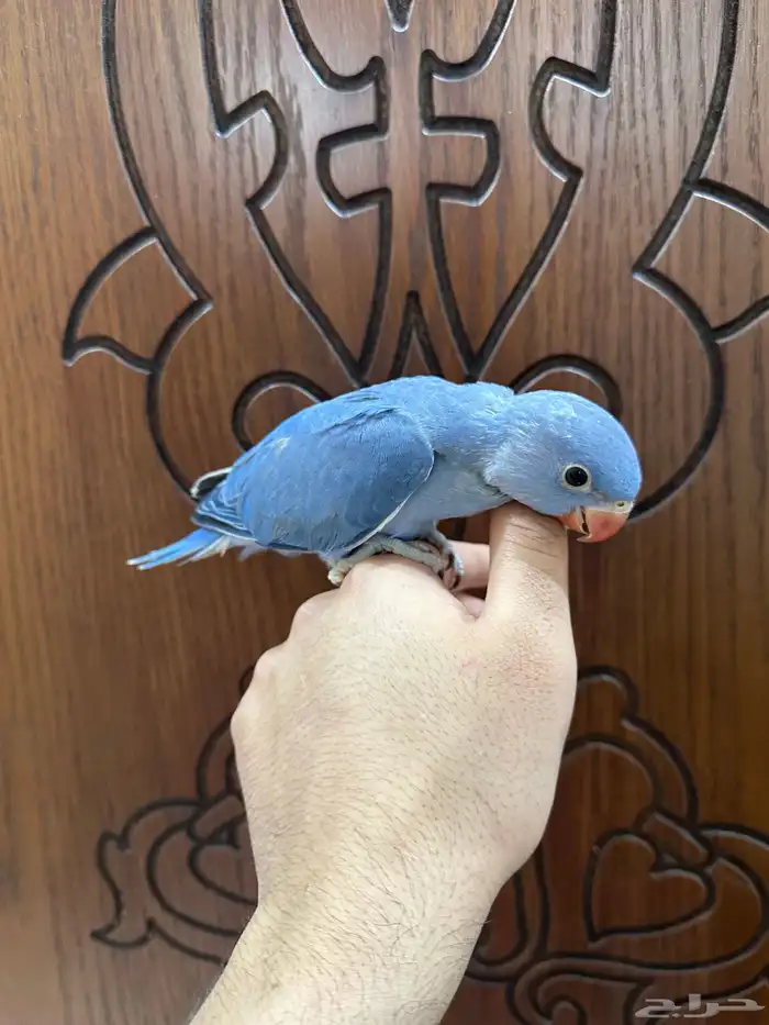 فرخ دره ( فايلوت )تم البيع 1