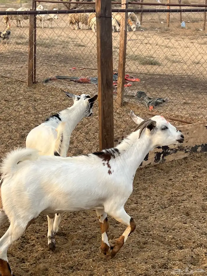 تيوس ذبايح للبيع ( تم البيع) 6