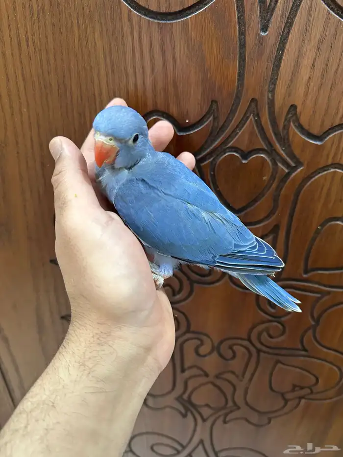 فرخ دره ( فايلوت )تم البيع 0