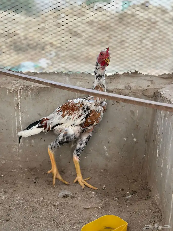 دجاج بكستاني سندي 1