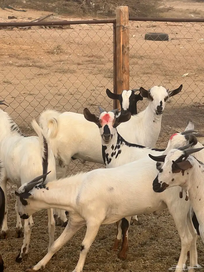 تيوس ذبايح للبيع ( تم البيع) 3