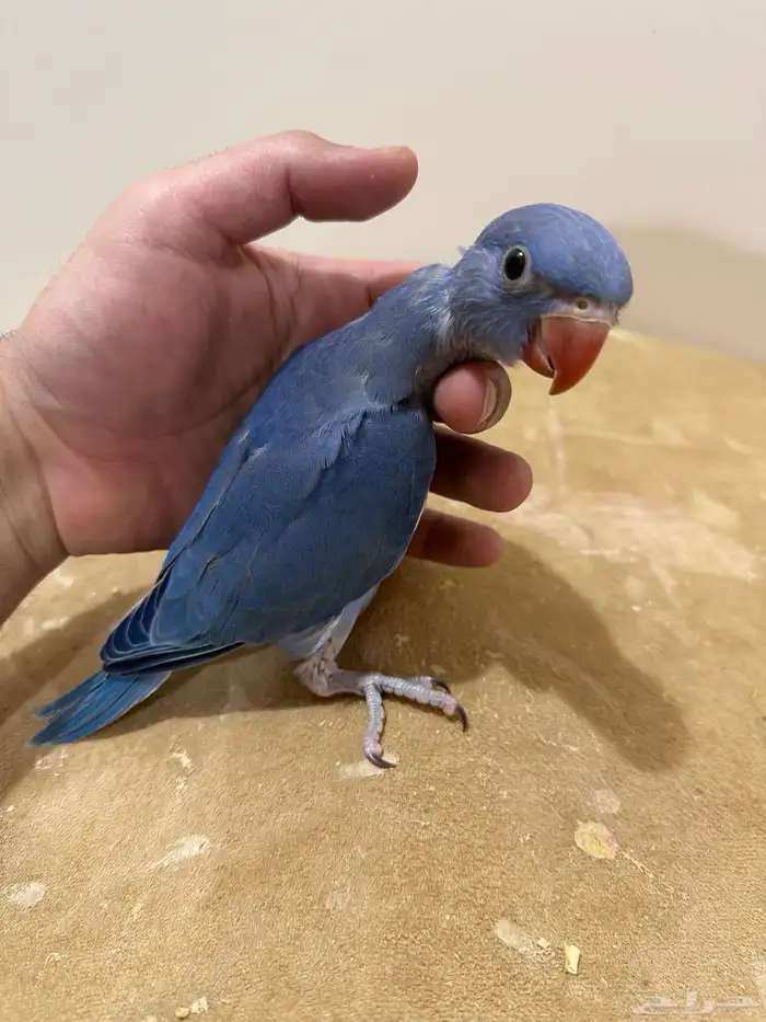 فرخ دره ( فايلوت )تم البيع 6