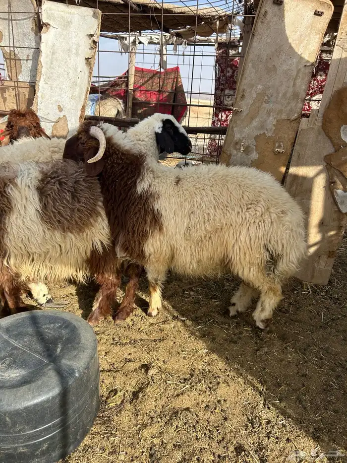 بهم فاخر 9