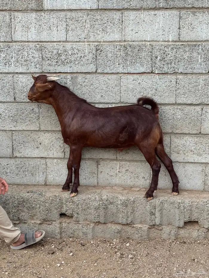 3 مشاريع فحول 0