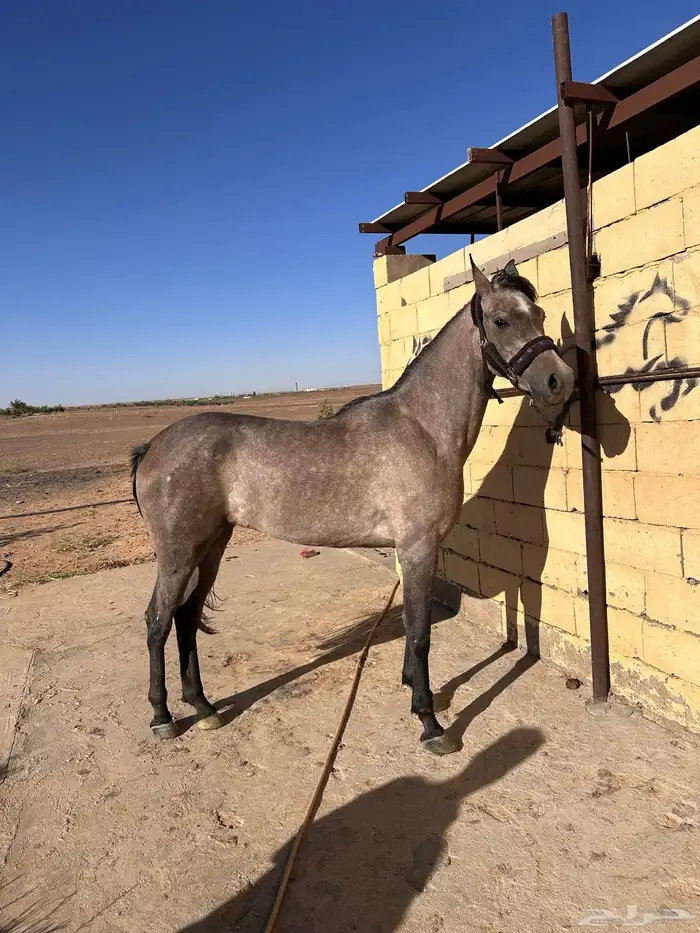 مهره شعبيه شيخه 2