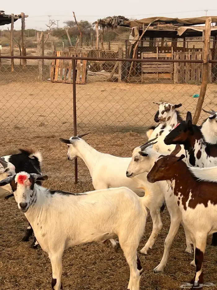 تيوس ذبايح للبيع ( تم البيع) 1