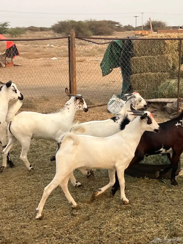 تيوس ذبايح للبيع ( تم البيع) 10